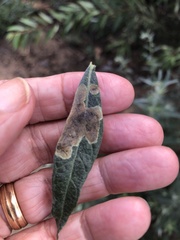 Calycomyza artemisiae