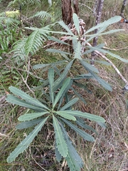 Pseudopanax crassifolius
