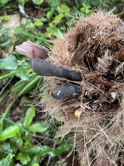 Xylaria longipes