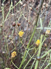 Lepidospartum squamatum