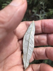 Calycomyza artemisiae