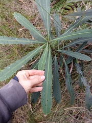 Pseudopanax crassifolius