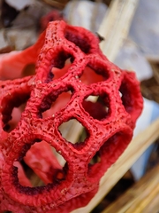 Clathrus