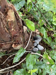 Xylaria longipes