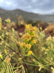 Lepidospartum squamatum