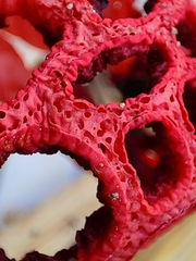 Clathrus