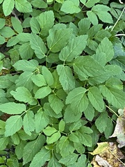 Aegopodium podagraria