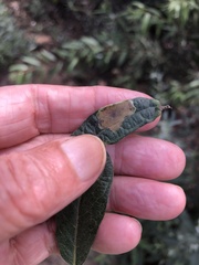 Calycomyza artemisiae