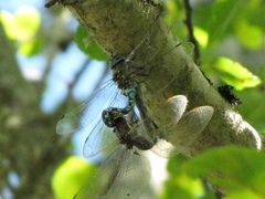 Rhionaeschna californica