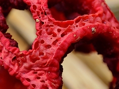 Clathrus