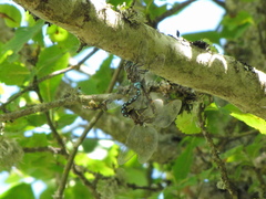 Rhionaeschna californica