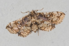 Omphisa anastomosalis