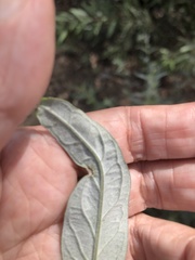 Calycomyza artemisiae