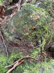 Camponotus floridanus