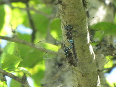 Rhionaeschna californica