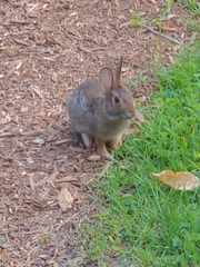 Sylvilagus floridanus