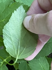Aegopodium podagraria