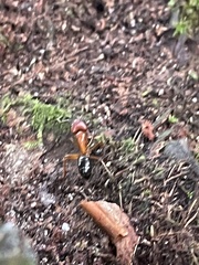 Camponotus floridanus