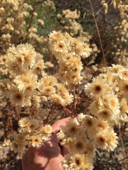 Pseudognaphalium californicum