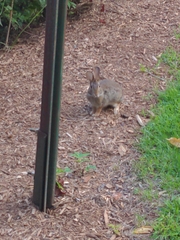 Sylvilagus floridanus
