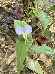 Commelina