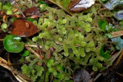 Leiomitra lanata