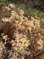 Pseudognaphalium californicum