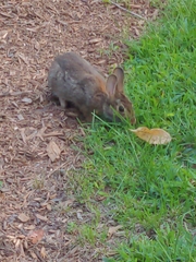 Sylvilagus floridanus