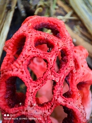 Clathrus