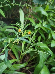 Lysimachia terrestris