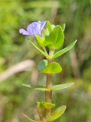 Bacopa caroliniana