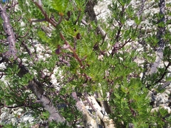 Bursera microphylla