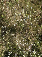 Eryngium integrifolium