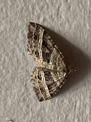 Chrysolarentia subrectaria