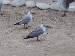 Chroicocephalus cirrocephalus