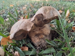 Caloboletus radicans