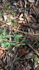 Berberis trifoliolata