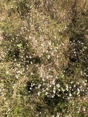 Eryngium integrifolium