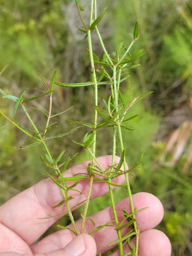 Image of Rhexia cubensis by (c) Jay Horn, some rights reserved (CC BY)