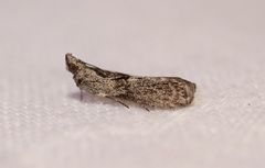 Sciota melanostyla