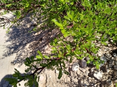 Bursera microphylla