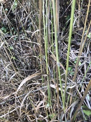 Hordelymus europaeus