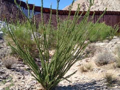 Fouquieria splendens splendens