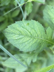 Crassocephalum crepidioides