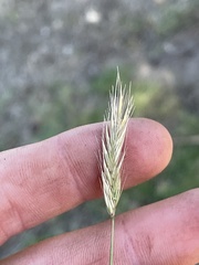Hordeum