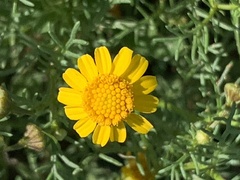 Hymenoxys odorata
