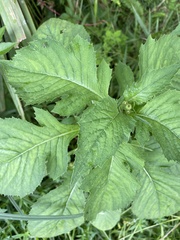 Crassocephalum crepidioides