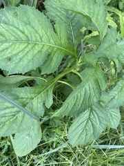 Crassocephalum crepidioides