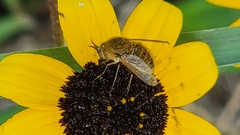 Sparnopolius confusus