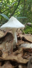 Volvariella bombycina